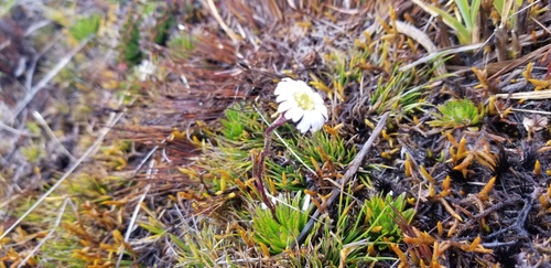 Oritrophium yacuriense · iNaturalist