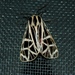 Parthenice Tiger Moth - Photo (c) Steve Wagner, all rights reserved