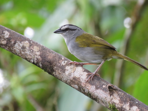 Subspecies Arremonops conirostris striaticeps · iNaturalist