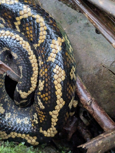 Coastal Carpet Python sighting