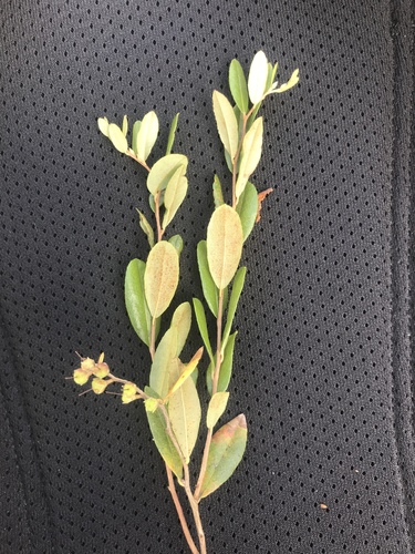 leatherleaf