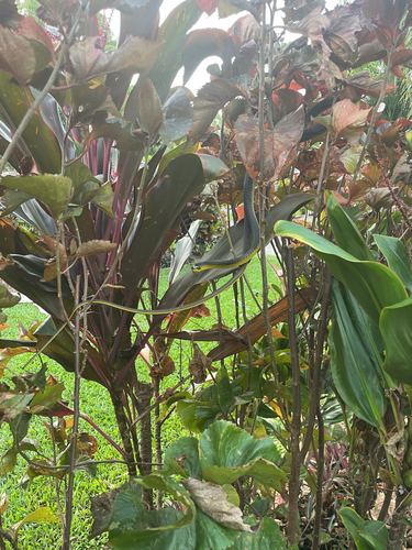 Common Tree Snake sighting