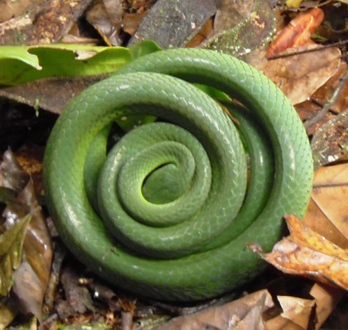 Günther's Green Tree Snake