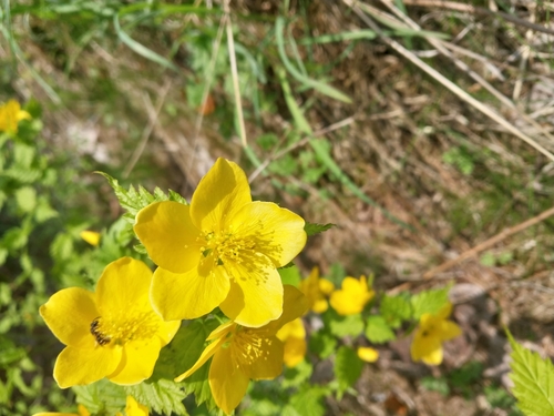 Japanese Kerria
