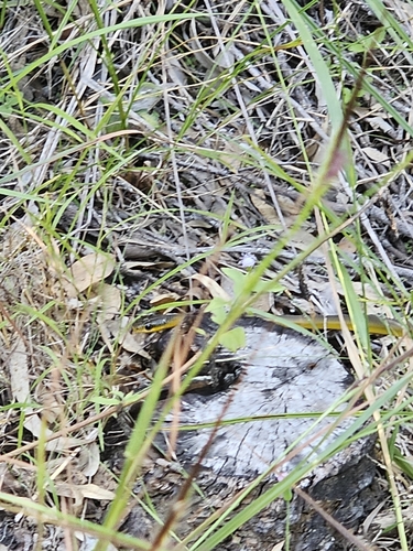 Common Tree Snake sighting