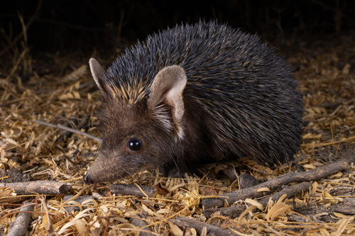 Indian Long-eared Hedgehog (Hemiechinus collaris) — Least Concern Mammalia