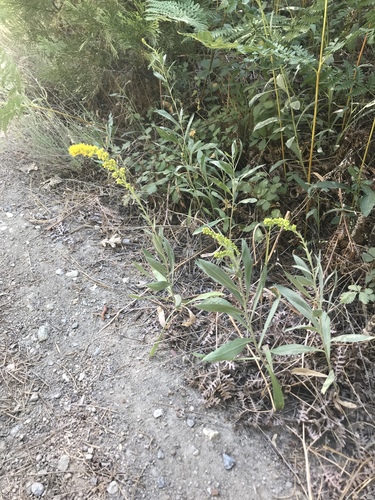 iNaturalist observation photo of velvety goldenrod