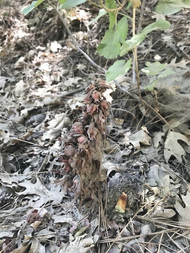 iNaturalist observation photo of Snowplant