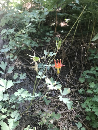 iNaturalist observation photo of western columbine