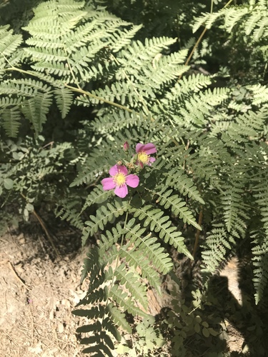 iNaturalist observation photo of California Wild Rose