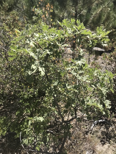 iNaturalist observation photo of California black oak