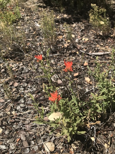 iNaturalist observation photo of Paintbrushes
