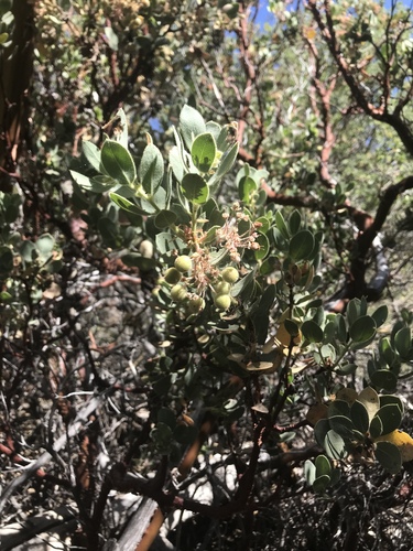 iNaturalist observation photo of California Pinkbract Manzanita