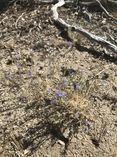iNaturalist observation photo of giant woollystar