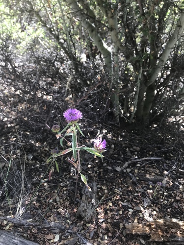 iNaturalist observation photo of Monardellas