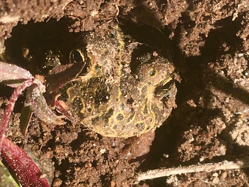 iNaturalist observation photo of Yosemite Toad
