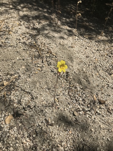 iNaturalist observation photo of wide-throated yellow monkeyflower