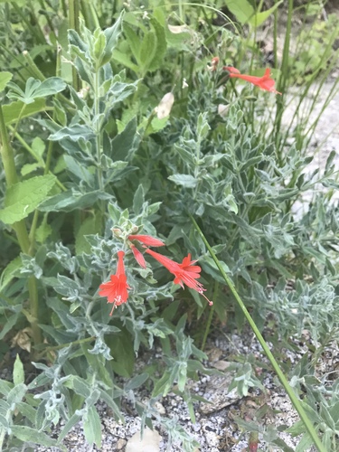 iNaturalist observation photo of California fuchsia