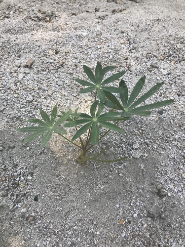 iNaturalist observation photo of lupines