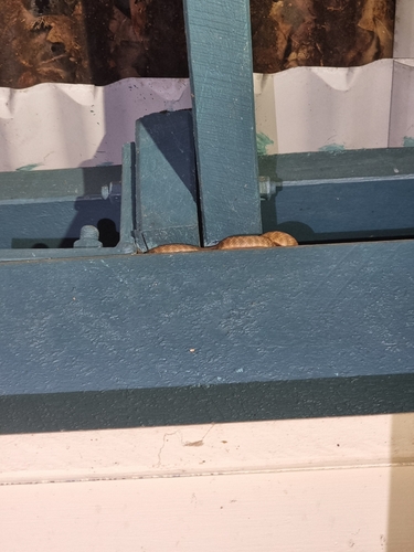 Brown Tree Snake sighting