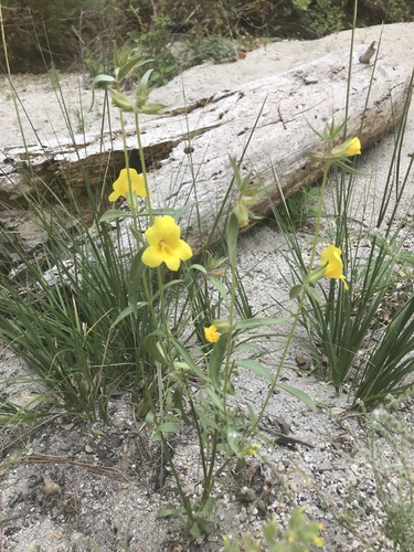 iNaturalist observation photo of wide-throated yellow monkeyflower