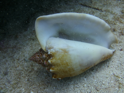 Milk Conch
