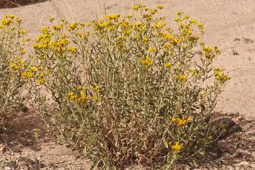 Rusby's goldenbush (Isocoma rusbyi)