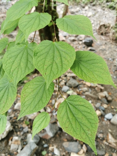 Tetracentron (Tetracentron sinense) · iNaturalist