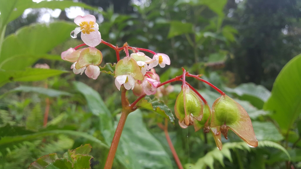 Begonia de Pantano (Begonia fischeri) · NaturaLista Mexico