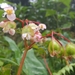 Begonia fischeri - Photo (c) Paul Velin Samaniego, όλα τα δικαιώματα διατηρούνται, uploaded by Paul Velin Samaniego