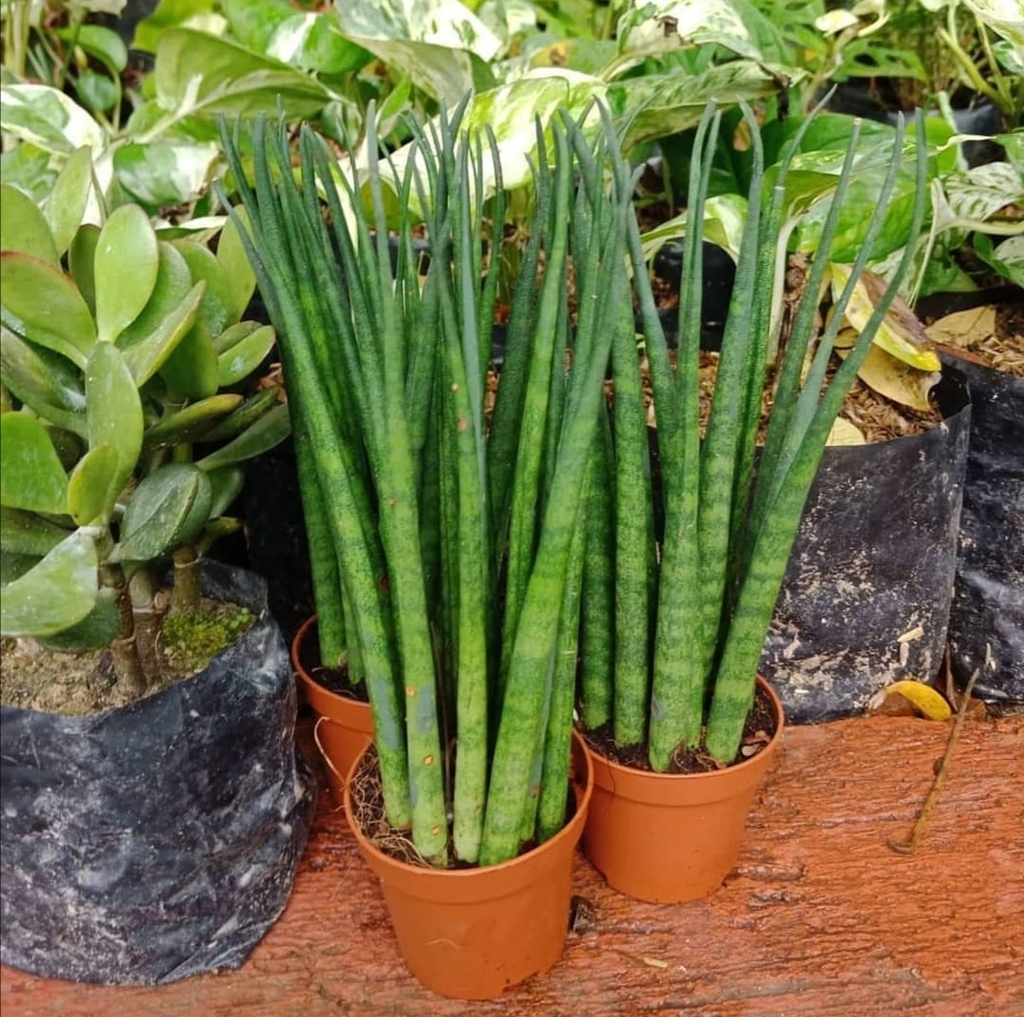 Sansevieria bacularis