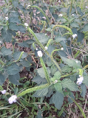 Indian Heliotrope