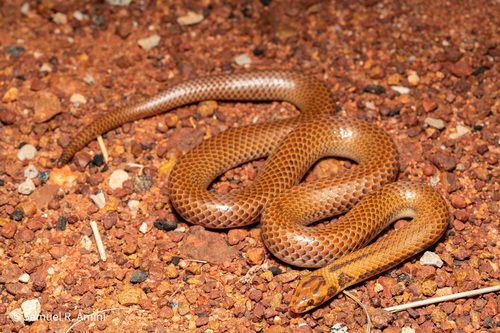 Little Spotted Snake