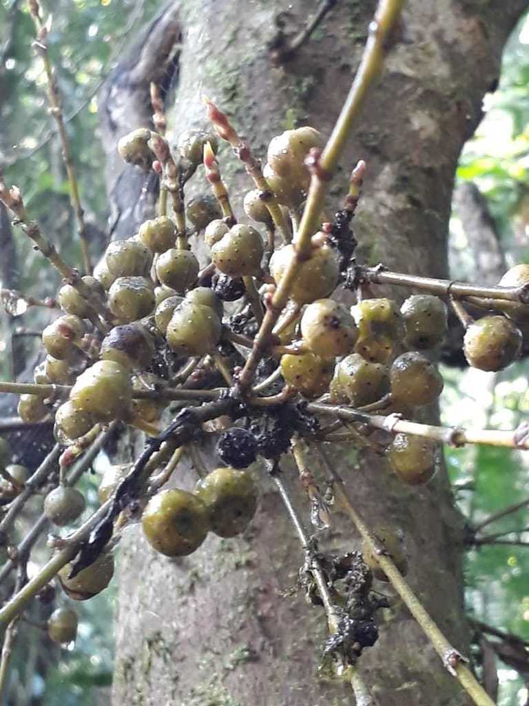 Ficus ribes (Ficus ribes)