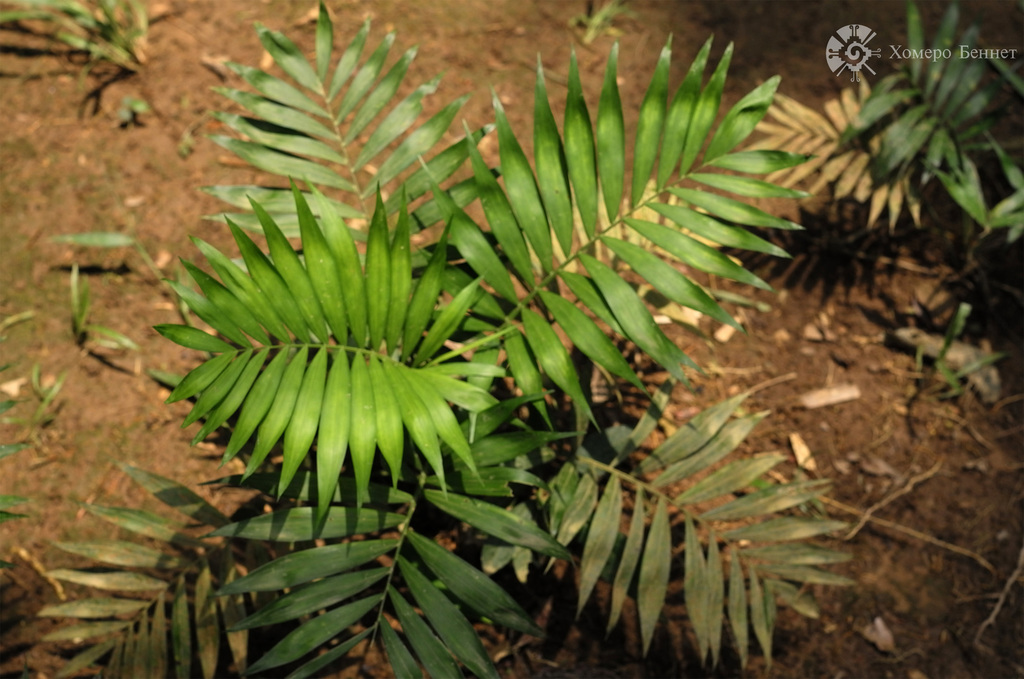 Chamaedorea elegans — an easy houseplant, prefers partial sun light