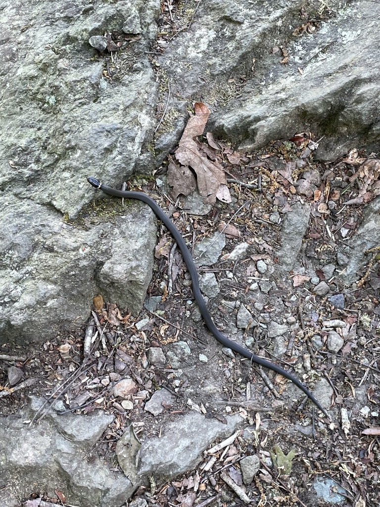 Ring-necked Snake from Deep River, Franklinville, NC, US on April 26 ...