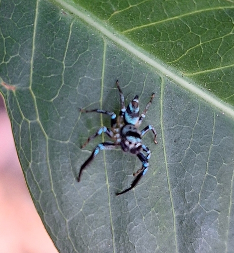 Metallic blue jumper