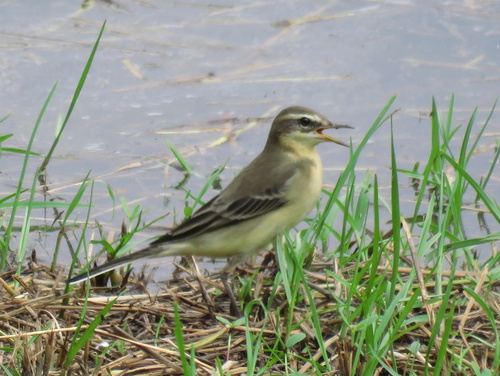 Eastern Yellow Wagtail