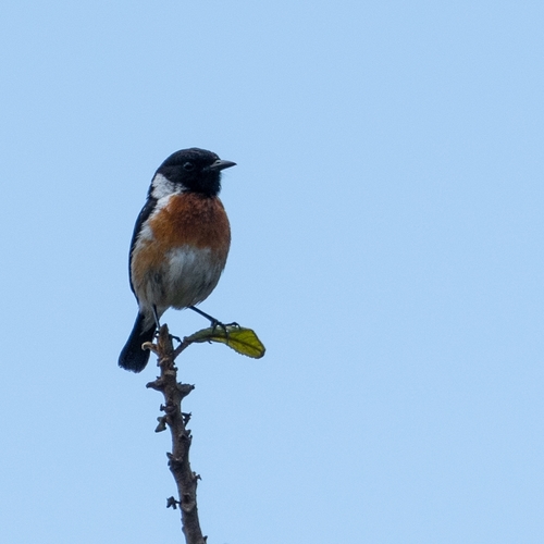 African Stonechat