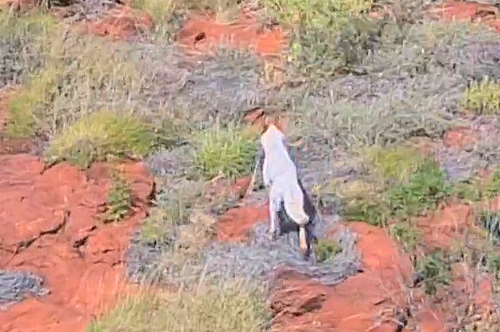 Dingo