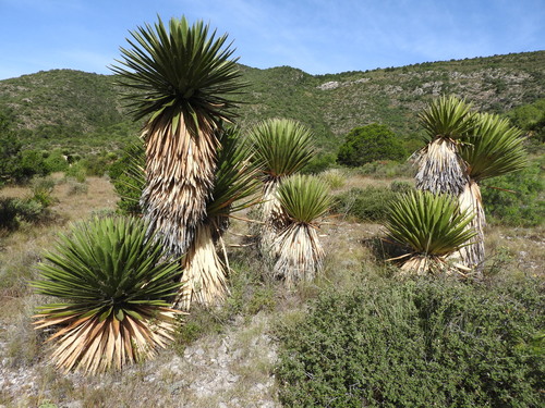 giant Spanish-dagger