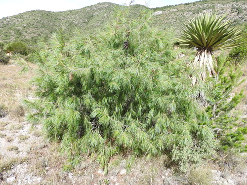 weeping pinyon