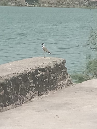 Red-wattled Lapwing