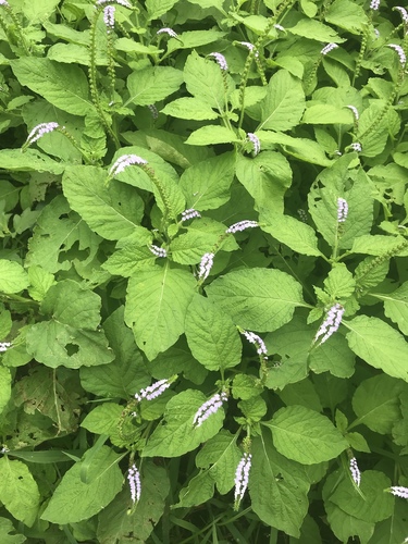 Indian Heliotrope