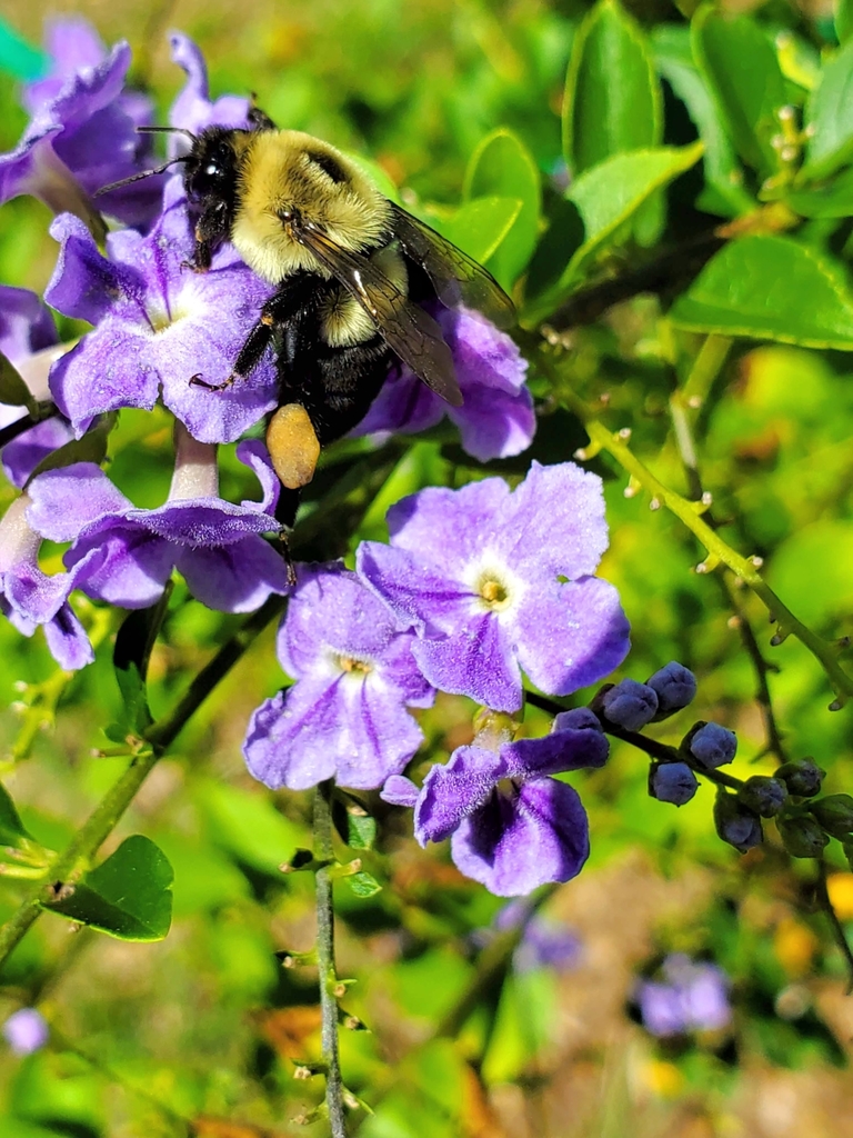 Common Eastern Bumble Bee from Keystone Heights, FL 32656, USA on ...