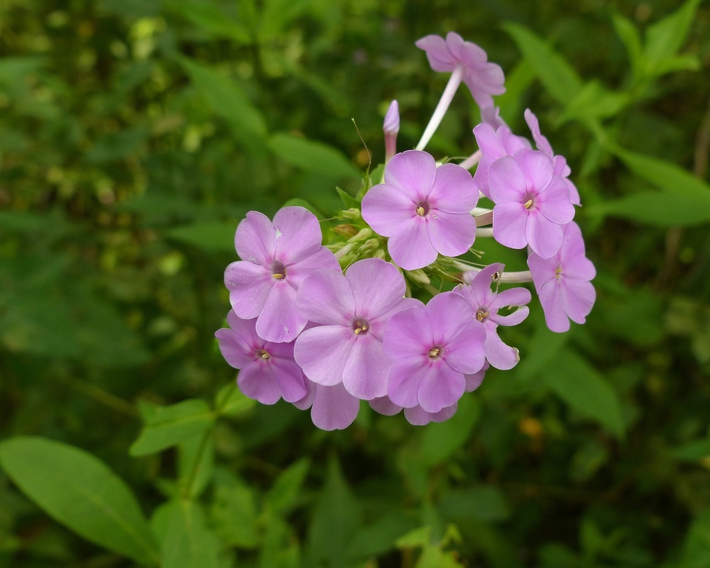 Phlox paniculata