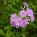 Fall Phlox - Photo (c) fm5050, all rights reserved, uploaded by fm5050