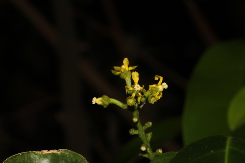 Bunchosia andina