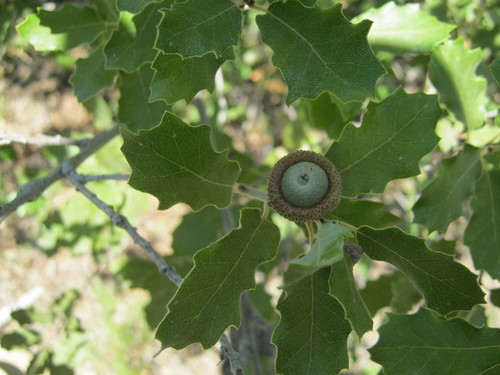 Quercus invaginata