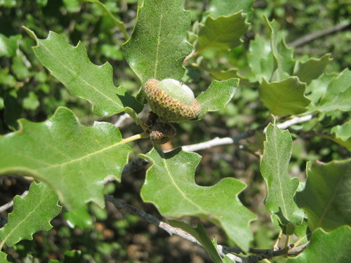 Quercus invaginata